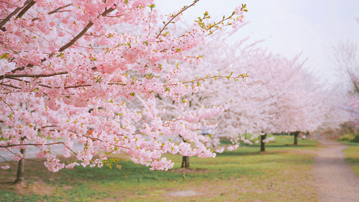 桜並木の通り