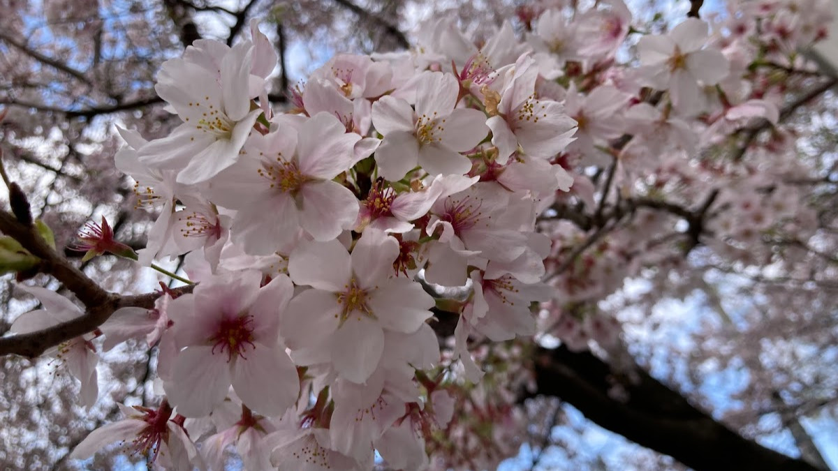 桜の花のアップ