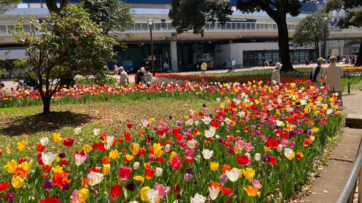 横浜公園前のメインエリアのチューリップ