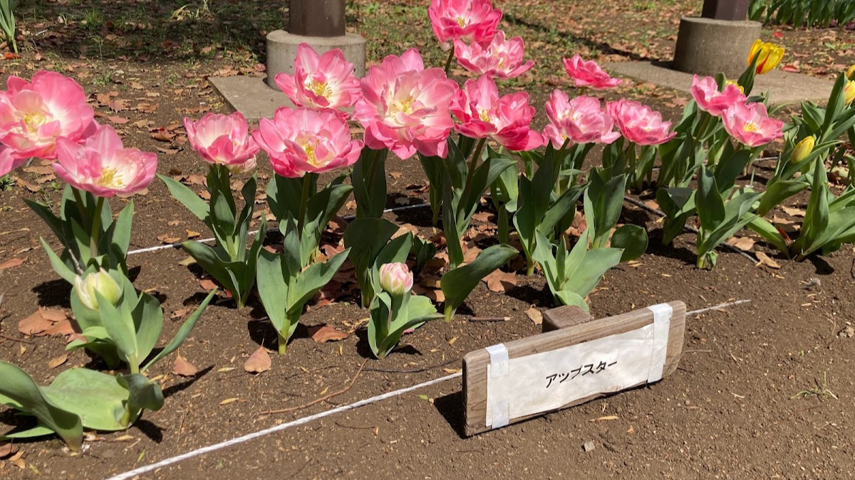 横浜公園のアップスターのチューリップ