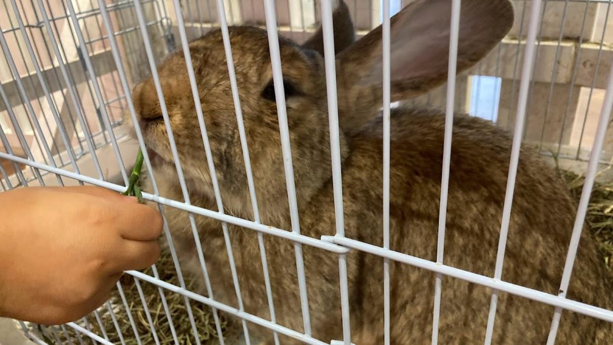 小屋の中の世界で一番大きなウサギ