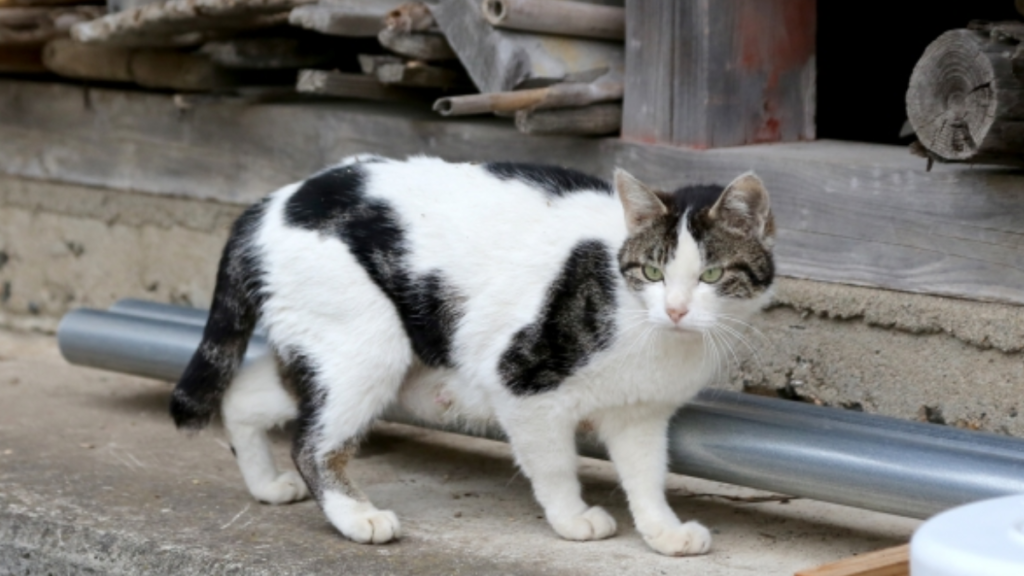 新空港占拠の13人目の裏ボスは猫か